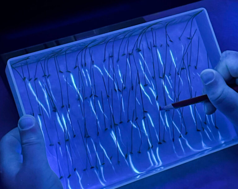 A seed analyst with uses tweezers to gently manipulate germinated seeds under a black light.