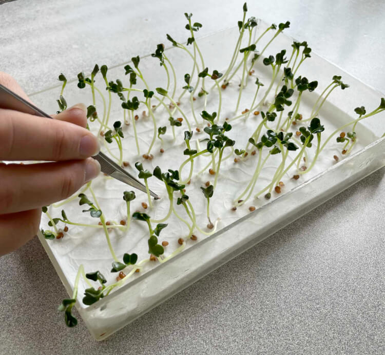 The hand of a seed technician carefully uses tweezers to inspect several rows of new sprouts immerging from a lab tray.