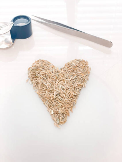 pile of seeds arranged in the shape of a heart