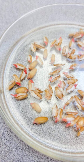 Seeds soaking in a glass dish to reveal color changes as they hydrate during the tetrazolium test.
